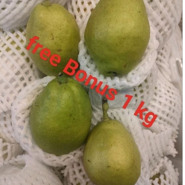 

Buah Pear Xiang lie uk ½ kg + Gratis Bonus