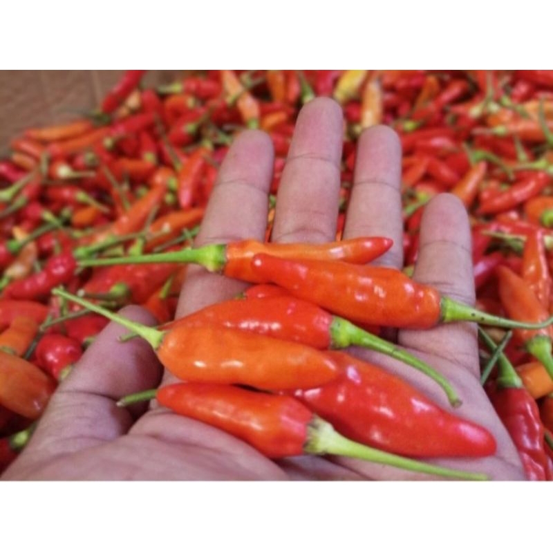 

cabai rawit ori 500grm