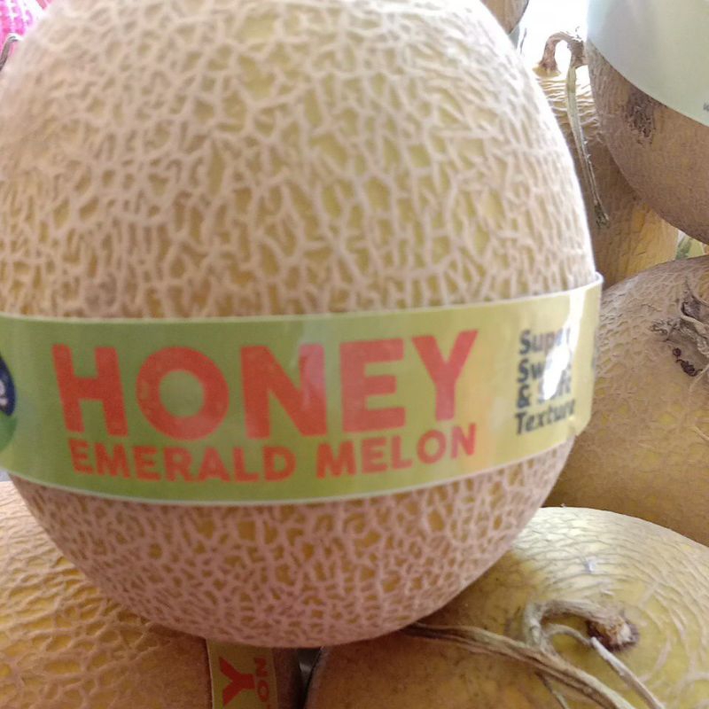 

melon madu HONEY