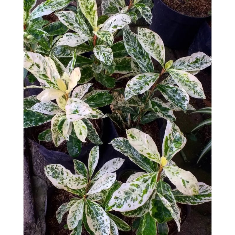 PROMO  Tanaman hias asoka variegata / tanaman asoka varigata