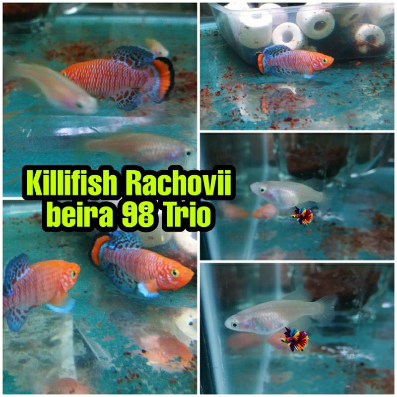 killifish Rachovii/aksesoris kebutuhan aquarium