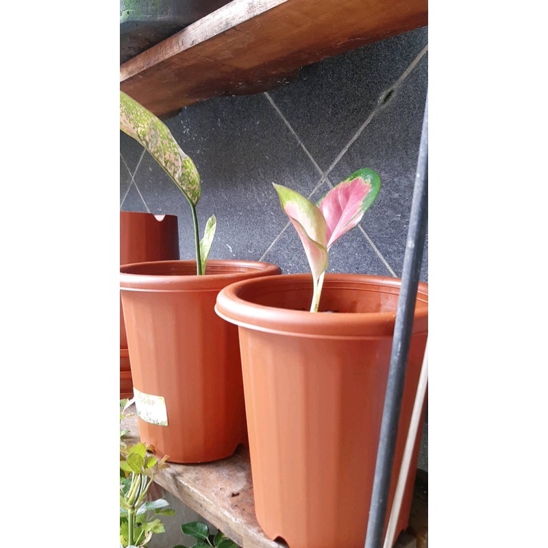 Pot Yogap YPT Yogap 8 Yogap 10 Yogap 13 Yogap 15 Putih, Merah Bata, Transparan