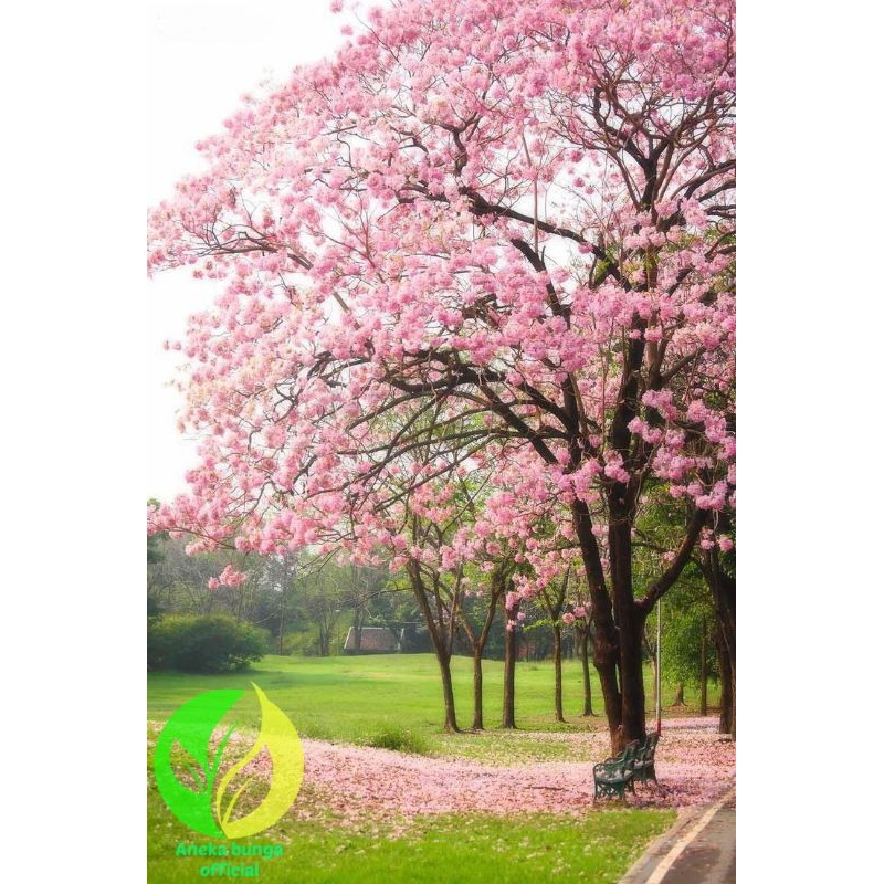 Pohon tabebuya bunga pink / tanaman hias tabebuya bunga pink / bunga tabebuya