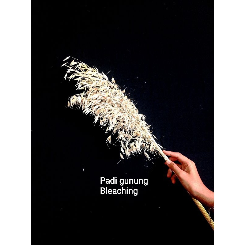 GROSIR bunga kering bahan dekorasi padi padian putih