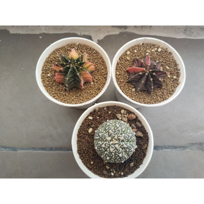 PAKET Astrophytum Asterias Vtype dan LB hybrid Var