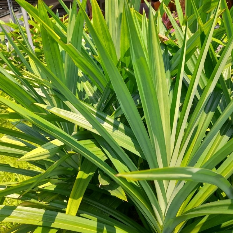 

Daun Pandan presh dan segar 1 ikat isi 20 lembar daun.