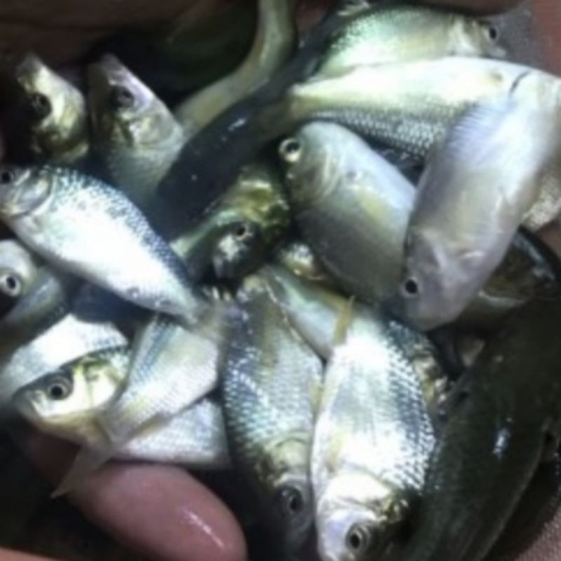 PAKAN IKAN MAS KECIL PAKAN IKAN PREDATOR PAKAN IKAN HIAS CHANA ARWANA OSCAR LOUHAN