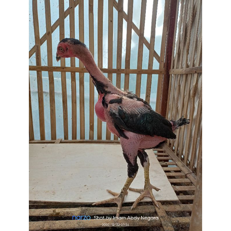 anak ayam ganoi yok17