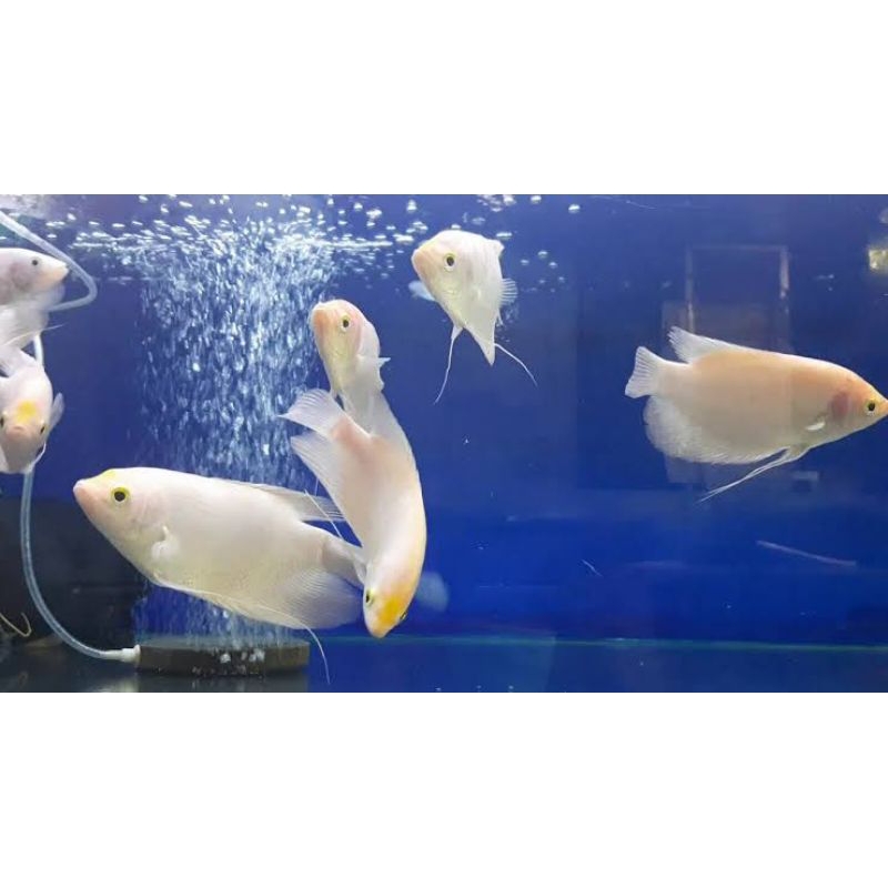 Hiasan Aquarium gurame padang