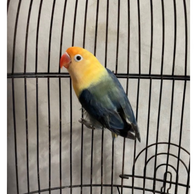 LOVEBIRD BIOLA PB | Lovebird biola Green | Lovebird Bandung