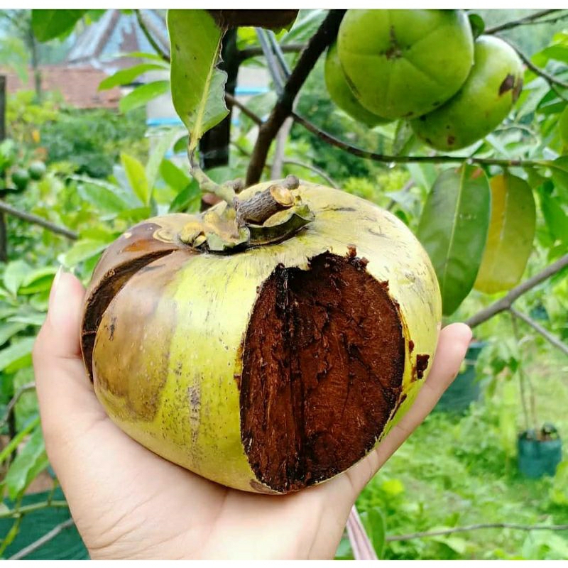 bibit black sapote