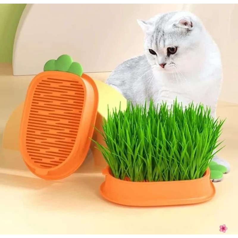 Rumput Kucing Tanaman Rumput Kucing Hydroponik