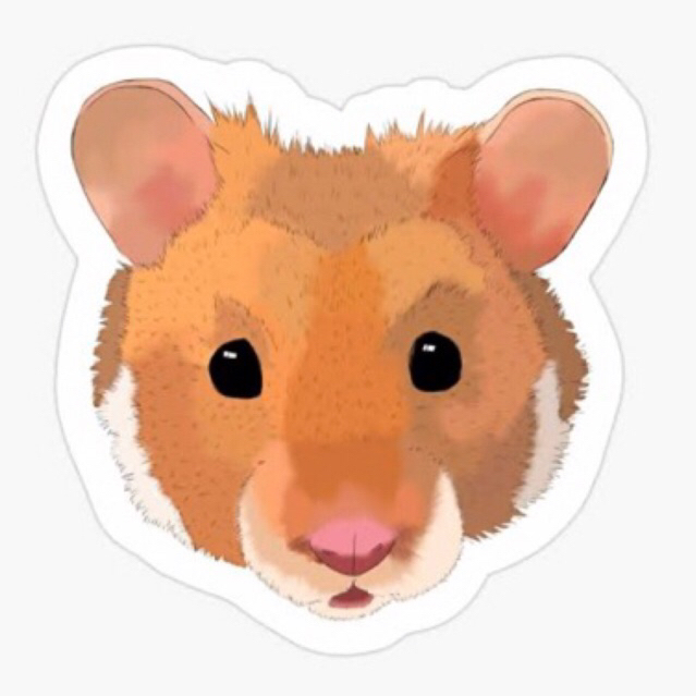 hamster syrian long hair