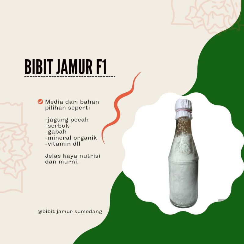 RB Bibit Jamur tiram putih f1