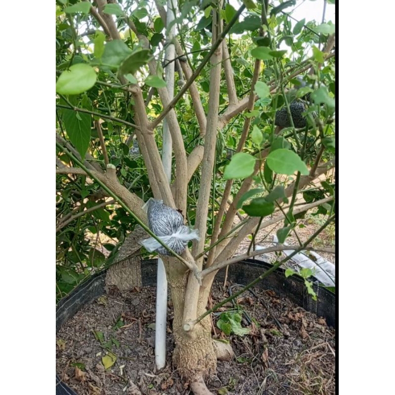 Kayu Siwak Arok Fresh bonus Cutting Mini