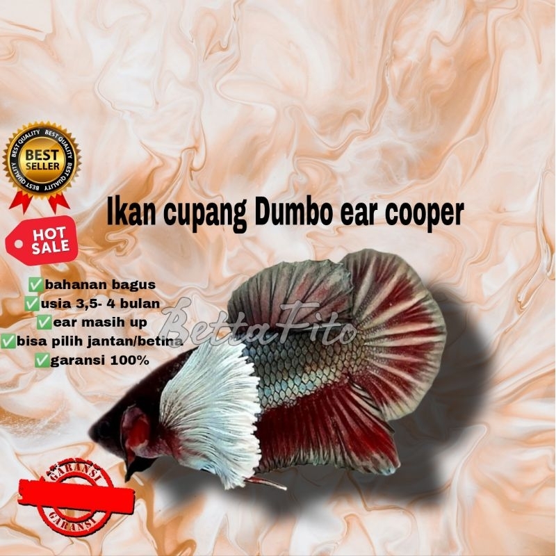 ikan cupang Dumbo ear cooper