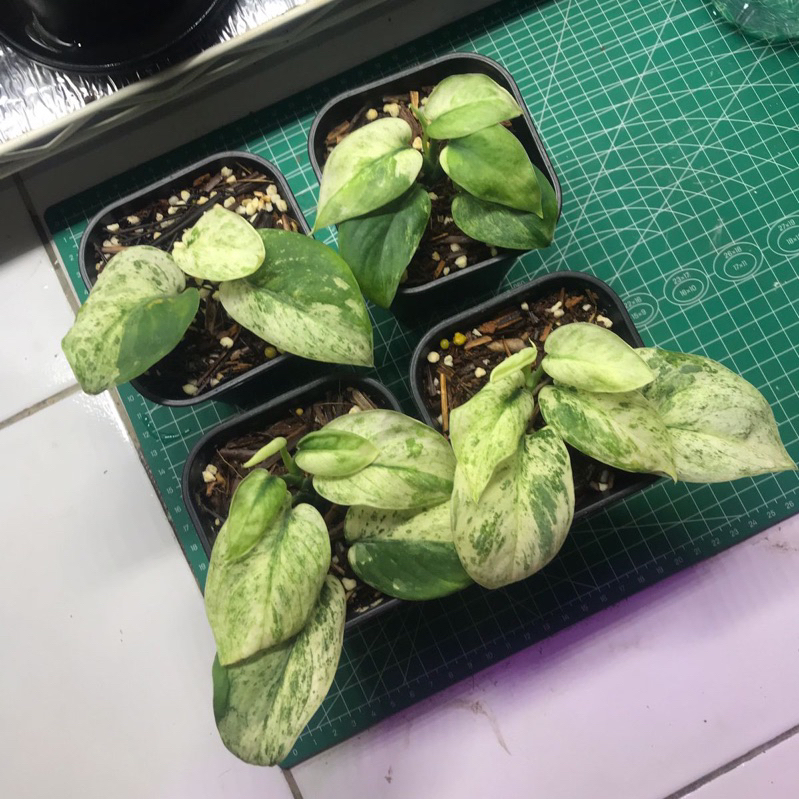 Scindapsus Mangurai Variegata