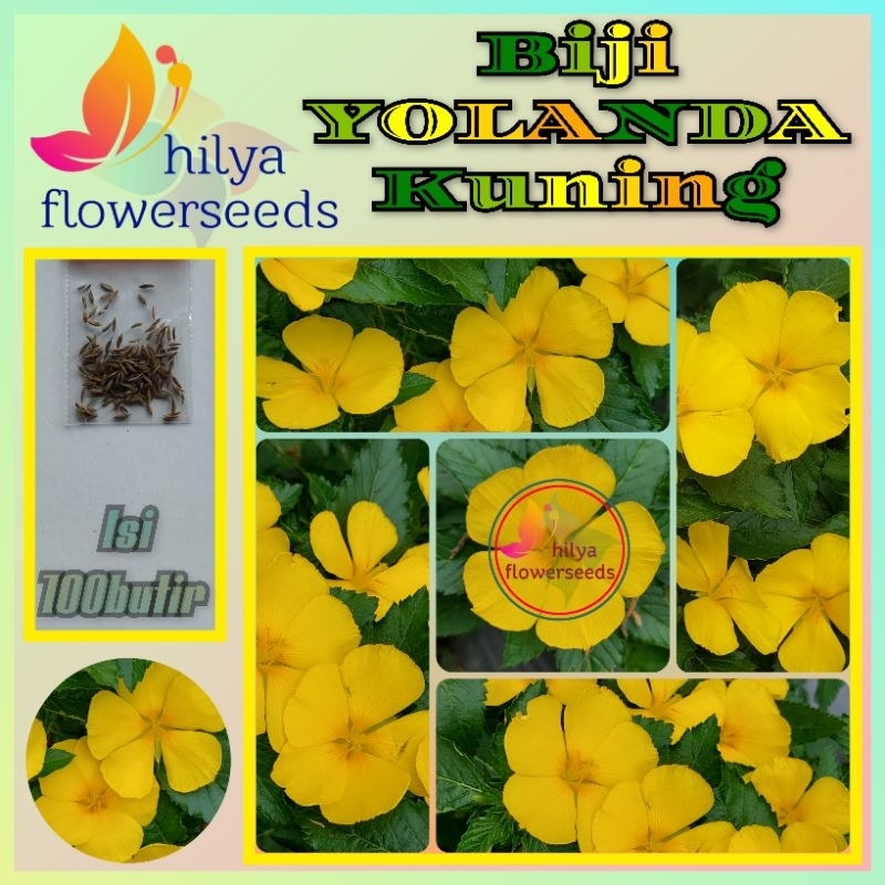 Biji bunga Yolanda KUNING