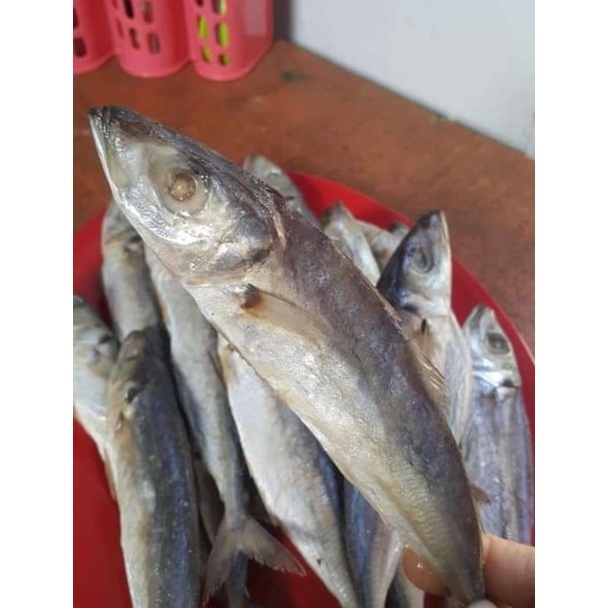 

ikan peda super