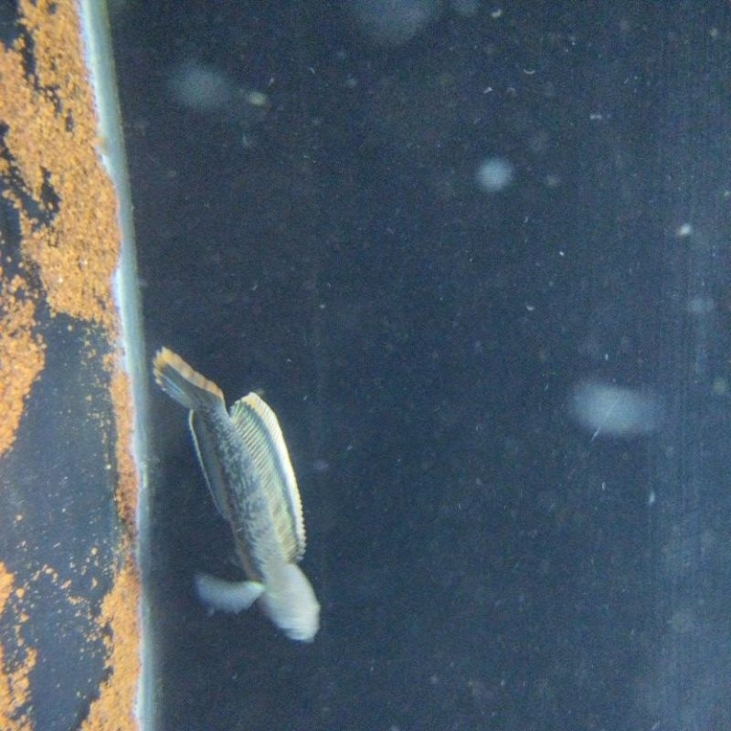 Stewarti bahanan kontes 10-12cm