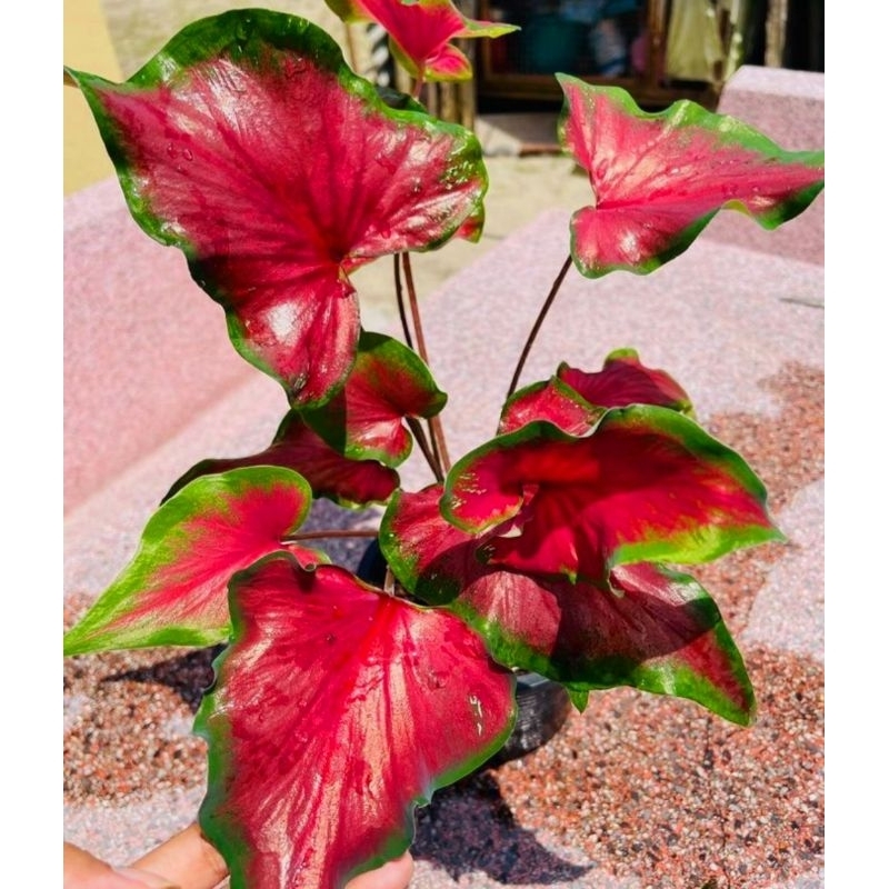 ( BISA COD ) Keladi Hias Anggur Merah Tanaman Hias Keladi Murah Meriah / Keladi Merah Bunga Hidup Ta