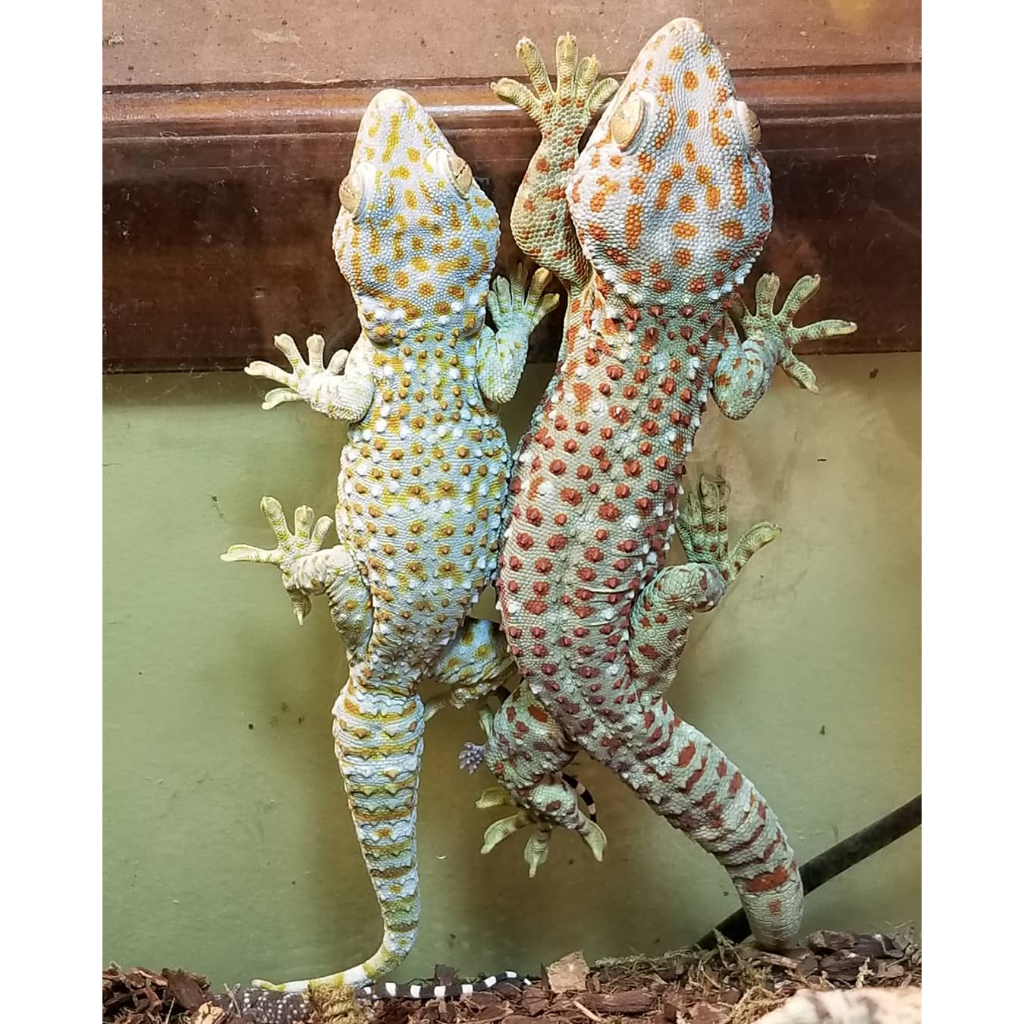 TOKEK HIDUP 25-30 CM