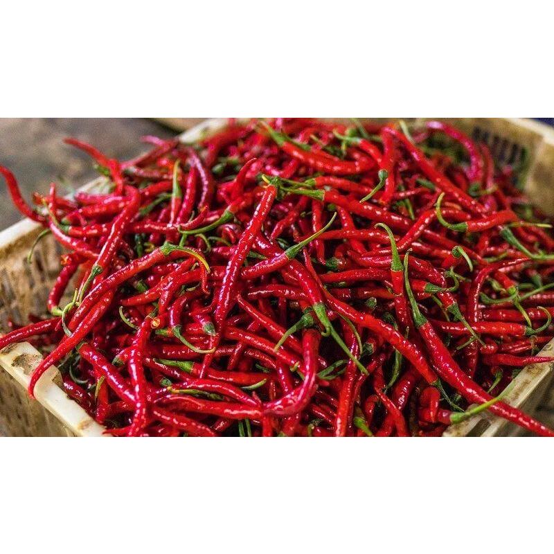 

Cabe Merah Besar, Cabe Keriting, Cabe Rawit Kecil