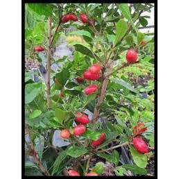 Bibit MIRACLE FRUIT BUAH AJAIB Berbunga/Berbuah LIVE