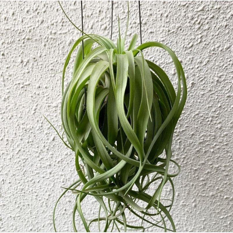 Tillandsia Eric Knobloch (brachycaulos x streptophylla) (air plants) / Tanaman Udara / Tanaman Tanpa