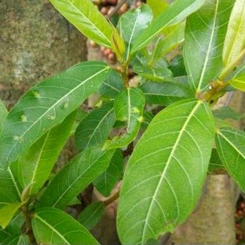 

Daun Loa 50gr fresh / Banyak Manfaat