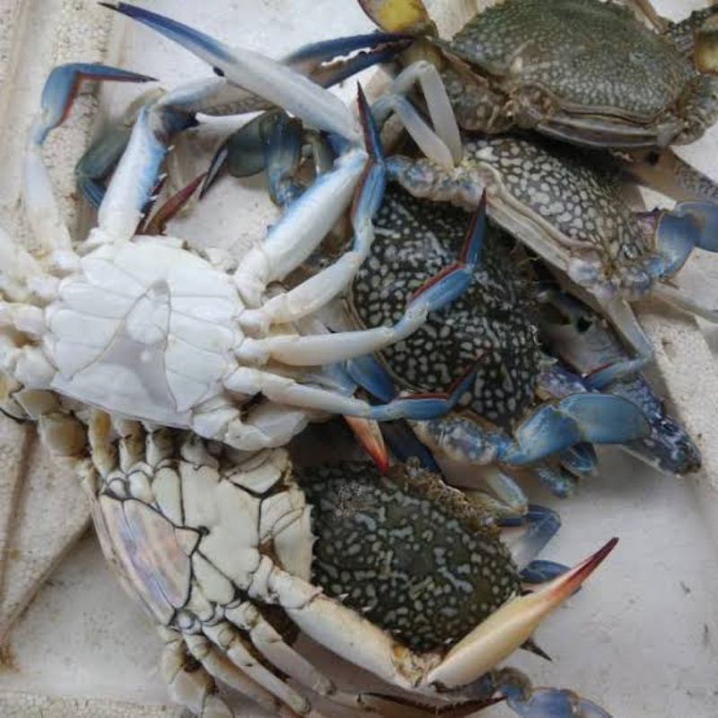 

Kepiting Laut Fresh (Seafood Segar)