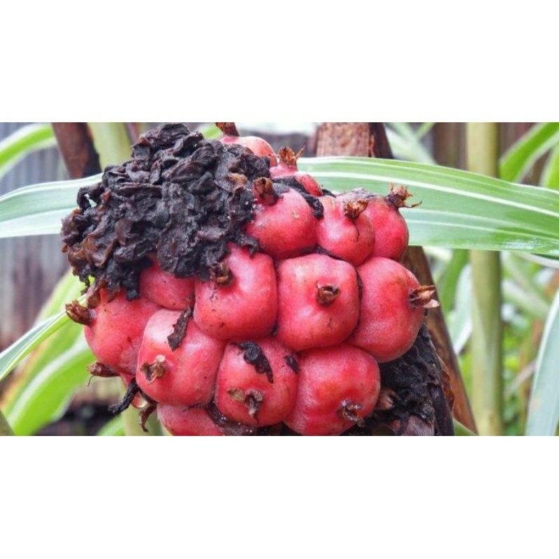

Buah honje kecombrang fresh Buah honje langka 500gram jus buah kecombrang