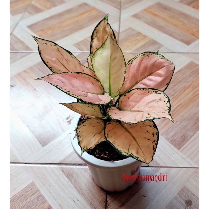 aglonema pink yulia
