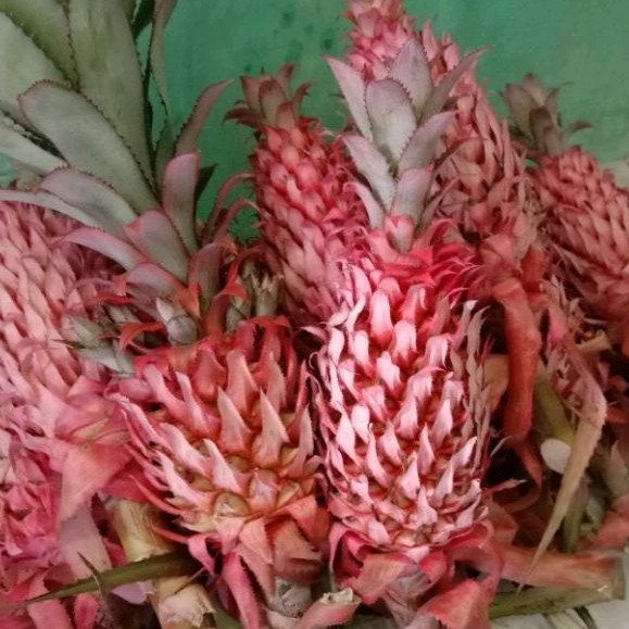 

nanas muda,asli nanas hutan atau nanas merah