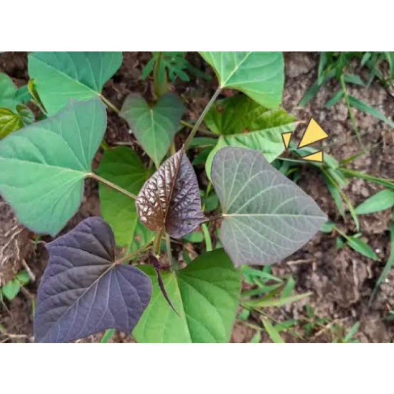 

Daun umbi ungu segar petik langsung 250 gram-az