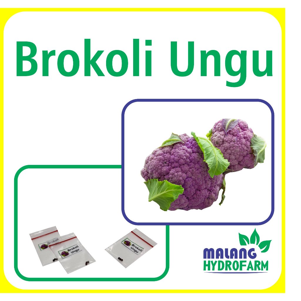 Benih Brokoli Ungu Unggulan Berkualitas biji bibit sayuran sayur bunga kol hidroponik hydroponik tan