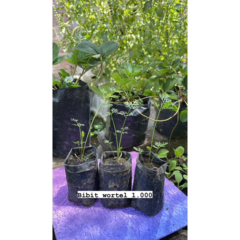 bibit wortel