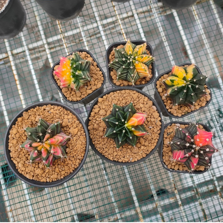 Tanaman Kaktus Gymno Miha Variegata