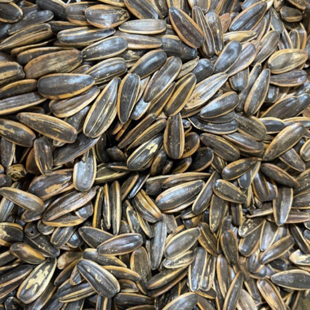 

KUACI MATAHARI RIBON