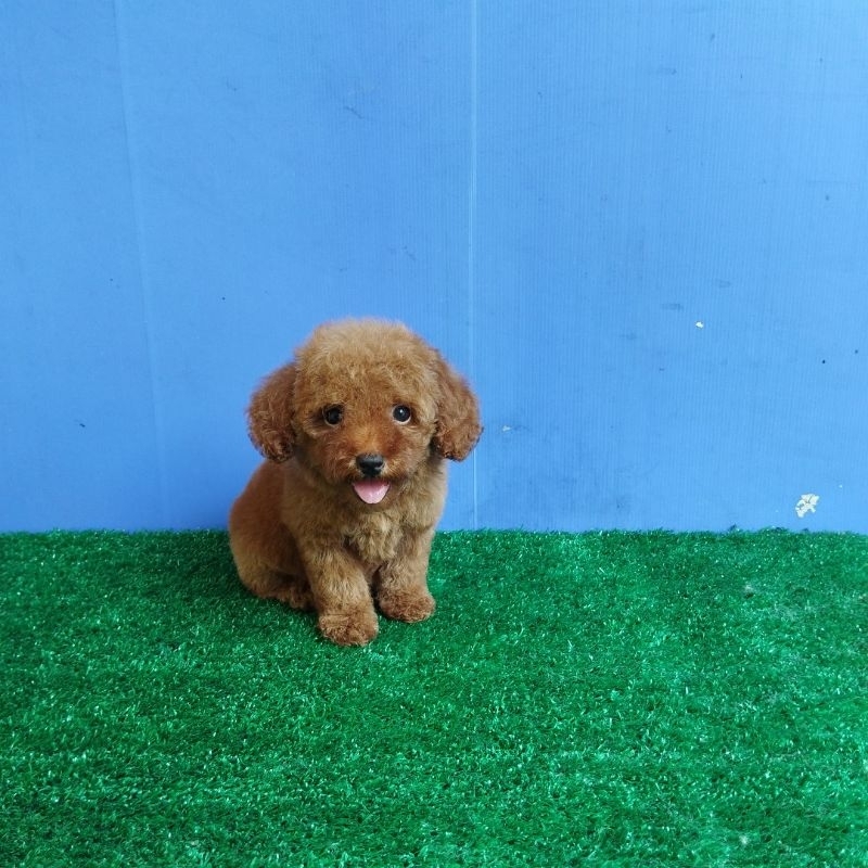 Poodle Female Red