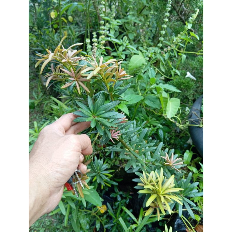 lohansung pucuk merah