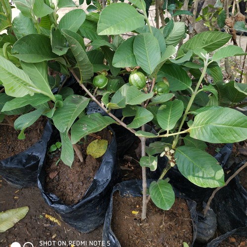 BIBIT JAMBU KRISTAL SUDAH BERBUAH