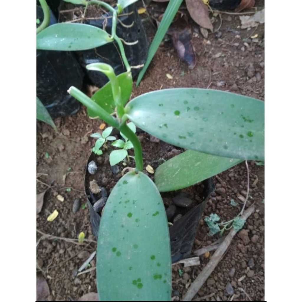 Bibit pohon vanili siap tanam