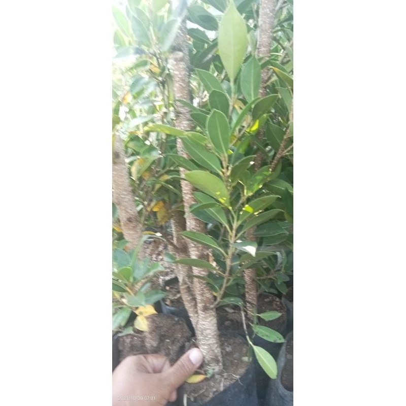 beringin kimeng besar