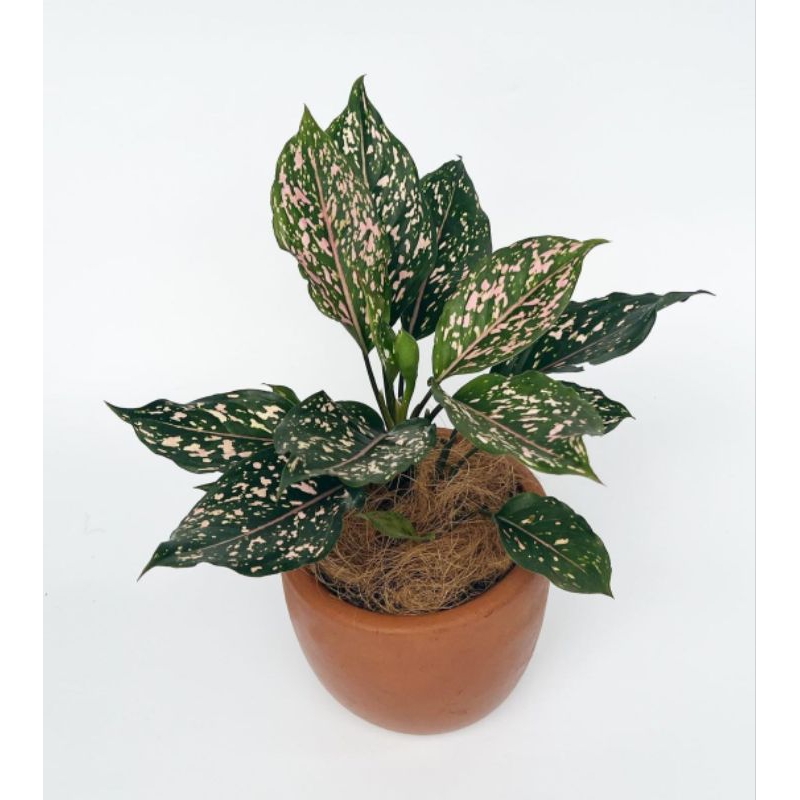 Aglaonema pink dalmation