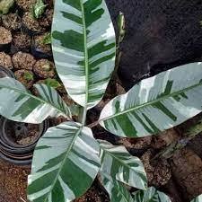 tanaman hias pisang variegata florida | pisang musae variegata