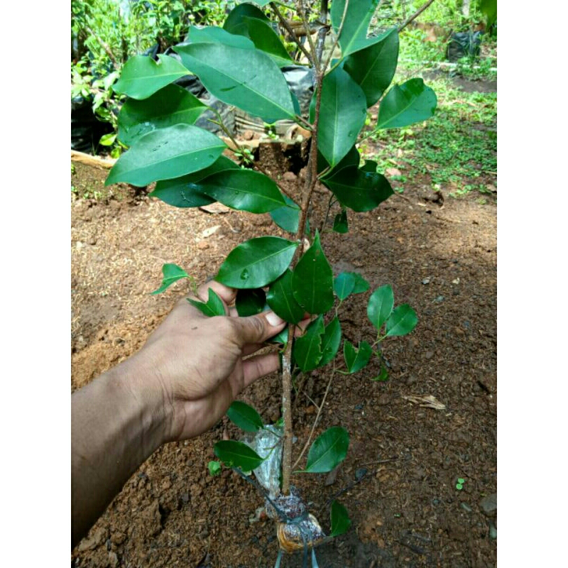 bibit ficus benjamina murmer