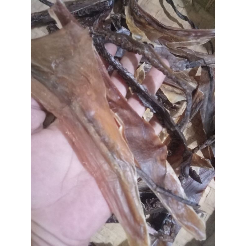 

GURITA SUPER KERING KUALITAS SUPER BAGUS