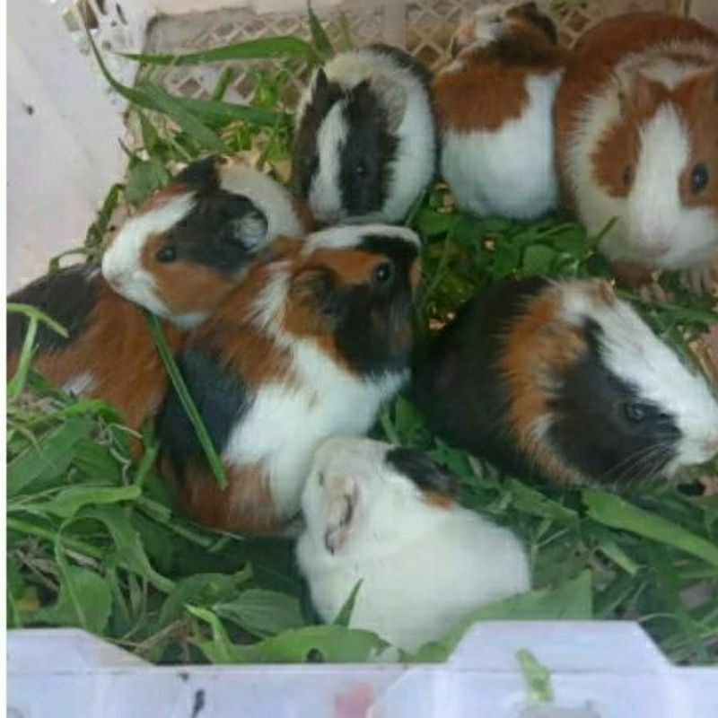 Marmut Lokal / American / Guinea Pig / Marmut Anakan