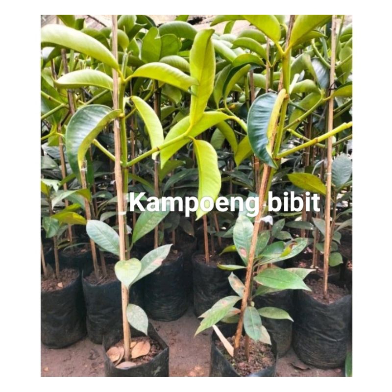 Bibit manggis okulasi